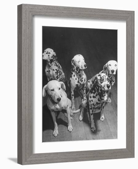 Dalmatians Nedo, Sussex, Smokie, Checkers, and Bingo Bango Belonging to Boston Fire Department-Alfred Eisenstaedt-Framed Photographic Print