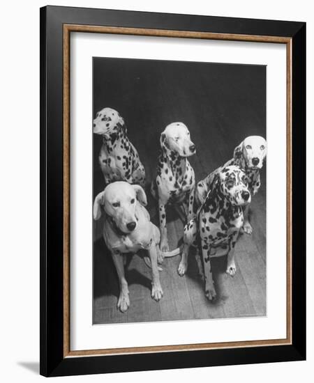 Dalmatians Nedo, Sussex, Smokie, Checkers, and Bingo Bango Belonging to Boston Fire Department-Alfred Eisenstaedt-Framed Photographic Print