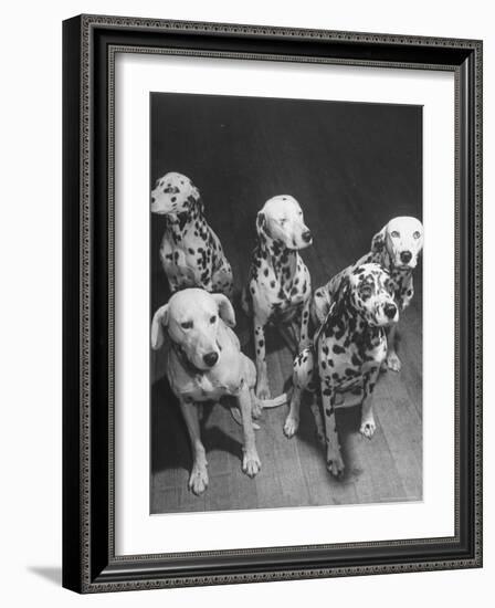 Dalmatians Nedo, Sussex, Smokie, Checkers, and Bingo Bango Belonging to Boston Fire Department-Alfred Eisenstaedt-Framed Photographic Print