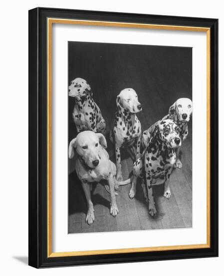 Dalmatians Nedo, Sussex, Smokie, Checkers, and Bingo Bango Belonging to Boston Fire Department-Alfred Eisenstaedt-Framed Photographic Print