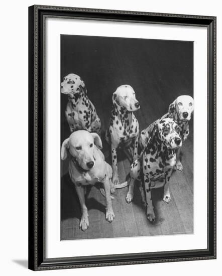 Dalmatians Nedo, Sussex, Smokie, Checkers, and Bingo Bango Belonging to Boston Fire Department-Alfred Eisenstaedt-Framed Photographic Print