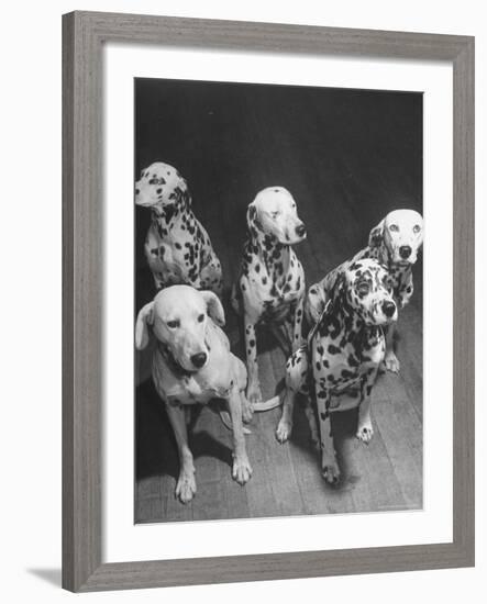 Dalmatians Nedo, Sussex, Smokie, Checkers, and Bingo Bango Belonging to Boston Fire Department-Alfred Eisenstaedt-Framed Photographic Print