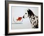 Dalmation Dog Looking at Dalmation Fish-Michel Tcherevkoff-Framed Art Print