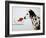 Dalmation Dog Looking at Dalmation Fish-Michel Tcherevkoff-Framed Art Print