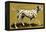 Dalmation Dog-English School-Framed Premier Image Canvas