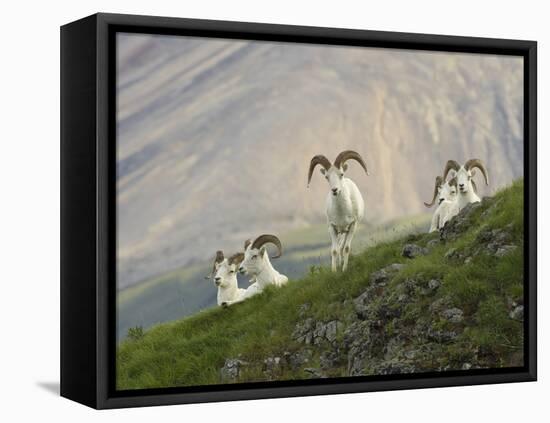 Dam Sheep Rams, Denali Park Road, Alaska, USA-Hugh Rose-Framed Premier Image Canvas