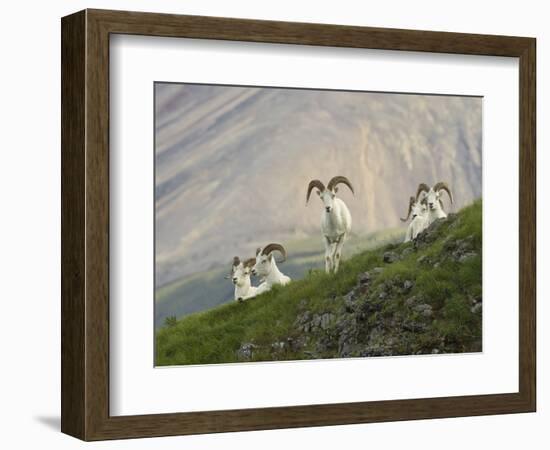 Dam Sheep Rams, Denali Park Road, Alaska, USA-Hugh Rose-Framed Photographic Print