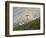 Dam Sheep Rams, Denali Park Road, Alaska, USA-Hugh Rose-Framed Photographic Print