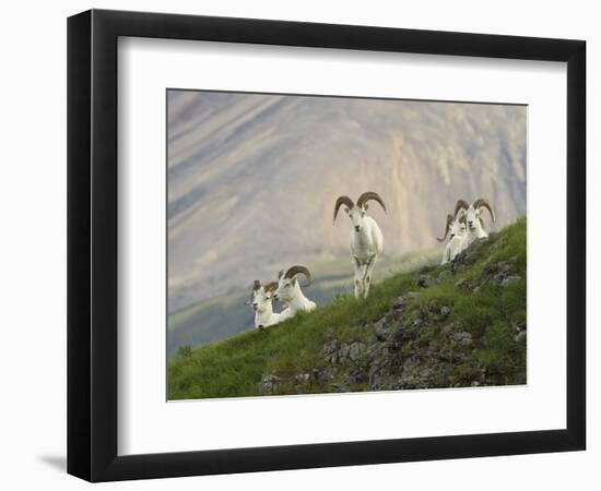 Dam Sheep Rams, Denali Park Road, Alaska, USA-Hugh Rose-Framed Photographic Print