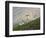 Dam Sheep Rams, Denali Park Road, Alaska, USA-Hugh Rose-Framed Photographic Print