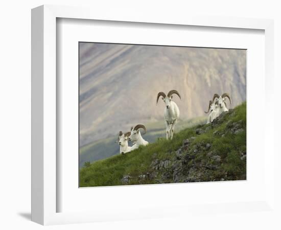 Dam Sheep Rams, Denali Park Road, Alaska, USA-Hugh Rose-Framed Photographic Print