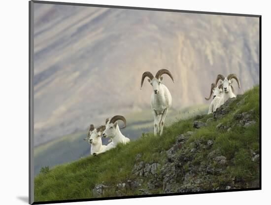 Dam Sheep Rams, Denali Park Road, Alaska, USA-Hugh Rose-Mounted Photographic Print