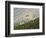 Dam Sheep Rams, Denali Park Road, Alaska, USA-Hugh Rose-Framed Photographic Print