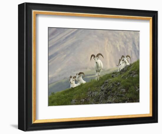 Dam Sheep Rams, Denali Park Road, Alaska, USA-Hugh Rose-Framed Photographic Print