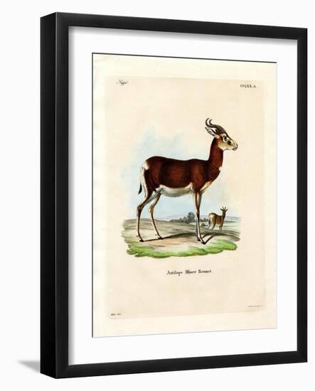Dama Gazelle-null-Framed Giclee Print