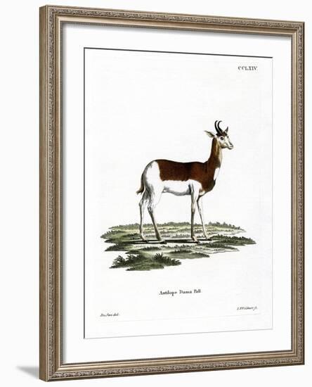 Dama Gazelle-null-Framed Giclee Print