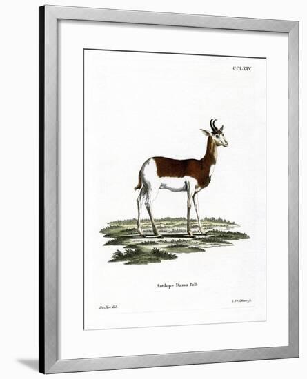 Dama Gazelle-null-Framed Giclee Print
