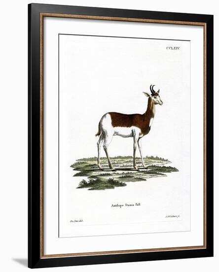 Dama Gazelle-null-Framed Giclee Print