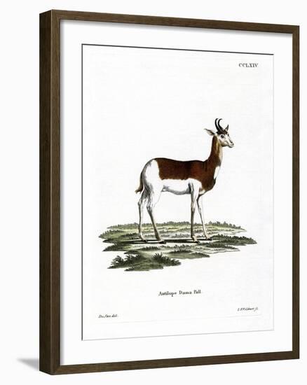 Dama Gazelle-null-Framed Giclee Print