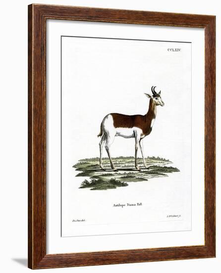 Dama Gazelle-null-Framed Giclee Print