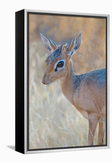 Damara Dik-Dik (Madoqua Kirkii), Etosha National Park, Namibia-null-Framed Stretched Canvas