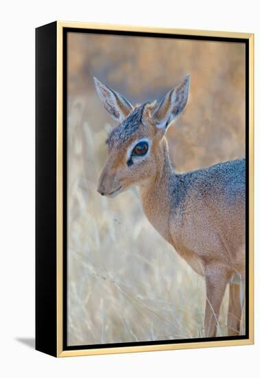 Damara Dik-Dik (Madoqua Kirkii), Etosha National Park, Namibia-null-Framed Stretched Canvas