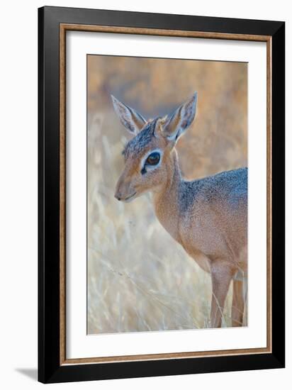 Damara Dik-Dik (Madoqua Kirkii), Etosha National Park, Namibia-null-Framed Photographic Print