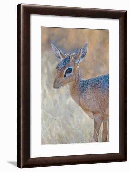 Damara Dik-Dik (Madoqua Kirkii), Etosha National Park, Namibia-null-Framed Photographic Print