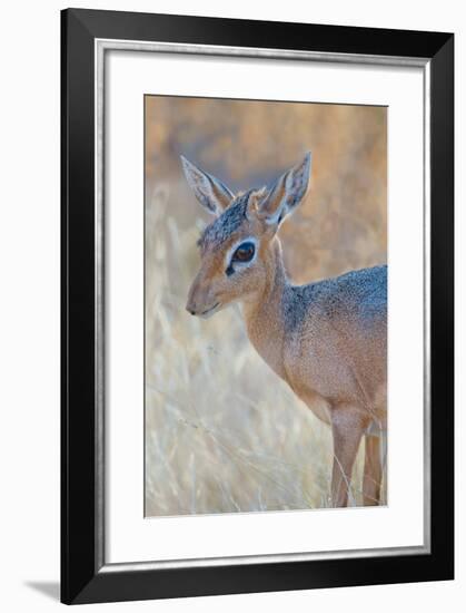 Damara Dik-Dik (Madoqua Kirkii), Etosha National Park, Namibia-null-Framed Photographic Print