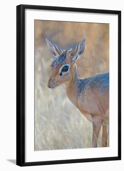 Damara Dik-Dik (Madoqua Kirkii), Etosha National Park, Namibia-null-Framed Photographic Print