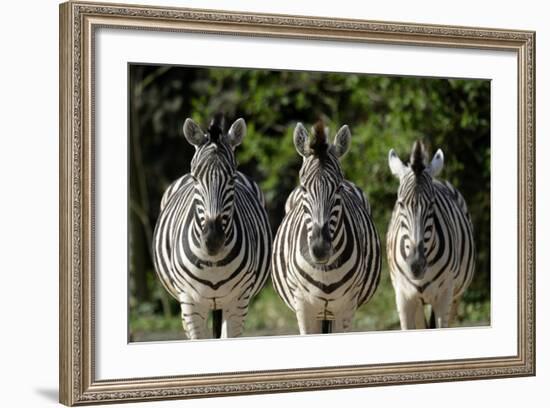 Damara Zebra, Three, View Camera-Ronald Wittek-Framed Photographic Print