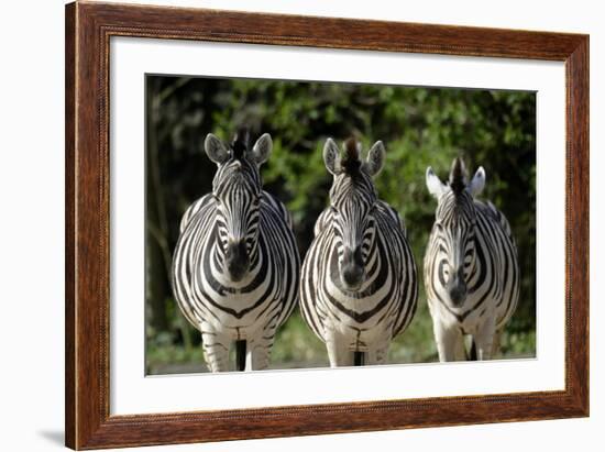 Damara Zebra, Three, View Camera-Ronald Wittek-Framed Photographic Print