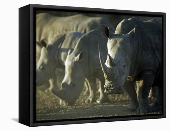 Damaraland, White Rhinoceros, Namibia-Mark Hannaford-Framed Premier Image Canvas