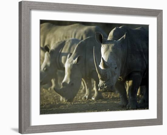 Damaraland, White Rhinoceros, Namibia-Mark Hannaford-Framed Photographic Print