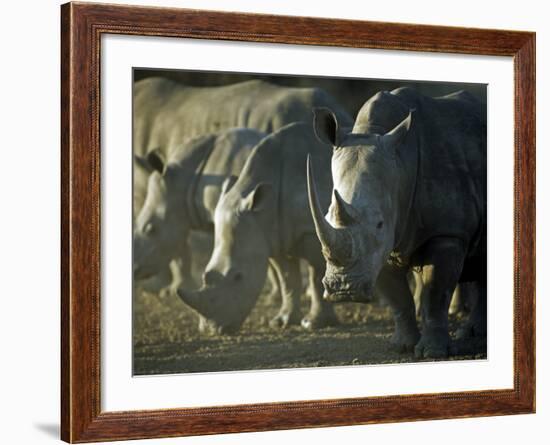 Damaraland, White Rhinoceros, Namibia-Mark Hannaford-Framed Photographic Print