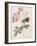 Damask Rose (Rosa Damascena). From 'Les Roses'. 1817-24-Pierre Joseph Redout?-Framed Giclee Print