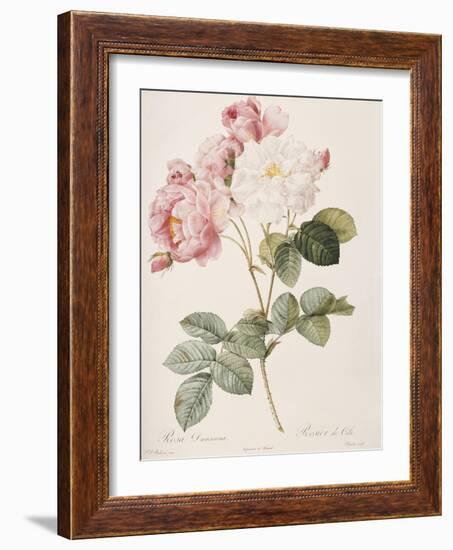 Damask Rose (Rosa Damascena). From 'Les Roses'. 1817-24-Pierre Joseph Redout?-Framed Giclee Print