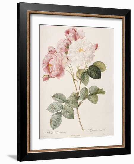 Damask Rose (Rosa Damascena). From 'Les Roses'. 1817-24-Pierre Joseph Redout?-Framed Giclee Print