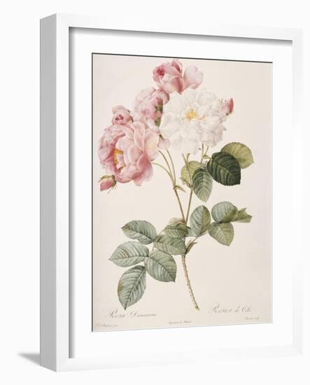 Damask Rose (Rosa Damascena). From 'Les Roses'. 1817-24-Pierre Joseph Redout?-Framed Giclee Print