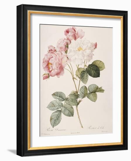 Damask Rose (Rosa Damascena). From 'Les Roses'. 1817-24-Pierre Joseph Redout?-Framed Giclee Print