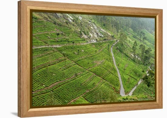 Dambatenne Estate, Lipton Tea Estates, Haputale, Hill Country, Sri Lanka, Asia-Tony Waltham-Framed Premier Image Canvas