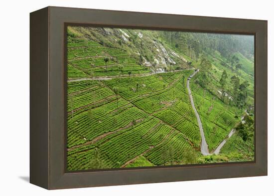 Dambatenne Estate, Lipton Tea Estates, Haputale, Hill Country, Sri Lanka, Asia-Tony Waltham-Framed Premier Image Canvas