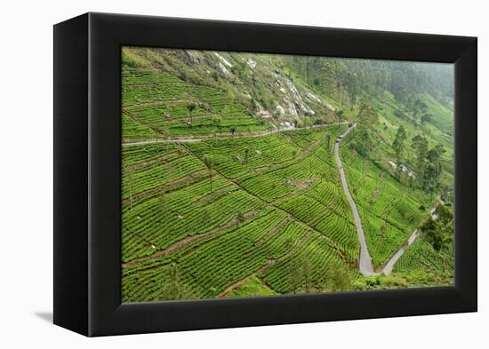 Dambatenne Estate, Lipton Tea Estates, Haputale, Hill Country, Sri Lanka, Asia-Tony Waltham-Framed Premier Image Canvas