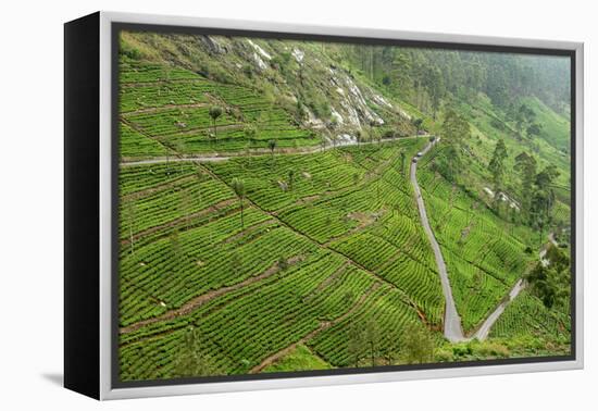 Dambatenne Estate, Lipton Tea Estates, Haputale, Hill Country, Sri Lanka, Asia-Tony Waltham-Framed Premier Image Canvas