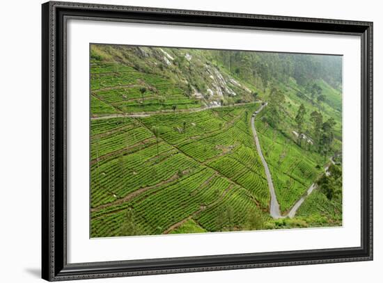 Dambatenne Estate, Lipton Tea Estates, Haputale, Hill Country, Sri Lanka, Asia-Tony Waltham-Framed Photographic Print