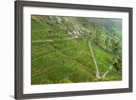 Dambatenne Estate, Lipton Tea Estates, Haputale, Hill Country, Sri Lanka, Asia-Tony Waltham-Framed Photographic Print