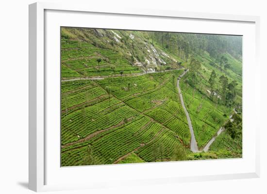 Dambatenne Estate, Lipton Tea Estates, Haputale, Hill Country, Sri Lanka, Asia-Tony Waltham-Framed Photographic Print