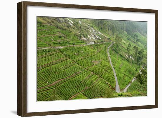 Dambatenne Estate, Lipton Tea Estates, Haputale, Hill Country, Sri Lanka, Asia-Tony Waltham-Framed Photographic Print