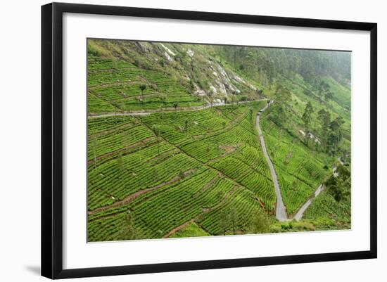 Dambatenne Estate, Lipton Tea Estates, Haputale, Hill Country, Sri Lanka, Asia-Tony Waltham-Framed Photographic Print