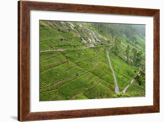 Dambatenne Estate, Lipton Tea Estates, Haputale, Hill Country, Sri Lanka, Asia-Tony Waltham-Framed Photographic Print